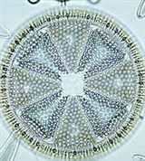 Диатомовые водоросли (Центрофициевые водоросли)