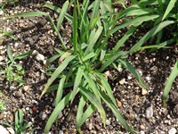 Дигитария кроваво-красная – Digitaria sanguinalis (L.) Scop. (1)