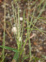 Дигитария кроваво-красная – Digitaria sanguinalis (L.) Scop. (2)