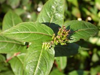 Диервилла жимолостная, желтая, канадская – Diervilla lonicera Mill.