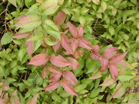 Диервилла ручейная – Diervilla rivularis Gatt.