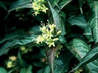 Диервилла сидячелистная – Diervilla sessilifolia Buckley.