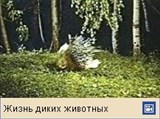 Дикобраз (видеофрагмент)