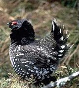 Дикуша (самец)