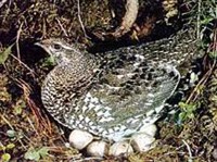 Дикуша (самка)