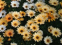 Диморфотека выемчатая, оранжевая, капские ноготки – Dimorphoteca sinuata DC.