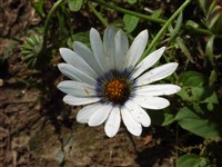 Диморфотека дождевая, однолетняя – Dimorphoteca pluvialis (L.) Moench. (1)