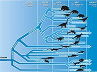 Динозавры (основные группы)