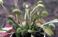 Дионея (венерина мухоловка)