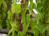 Диоскорея батат, китайский ямс – Dioscorea batatas Decne.