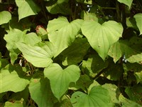 Диоскорея кавказская – Dioscorea caucasica Lipsky
