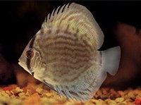 Дискус голубой