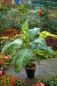 Диффенбахия (пятнистая)