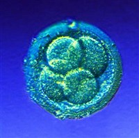 Дифференцировка