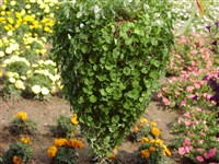 Дихондра мелколистная – Dichondra micrantha Urban.