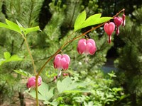 Дицентра великолепная, прекрасная, «разбитое сердце» – Dicentra spectabilis (L.) Lem.