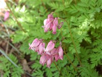 Дицентра исключительная – Dicentra eximia (Ker-Gawl.) Torr.