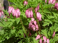 Дицентра красивая – Dicentra formosa (Haw.) Walp.