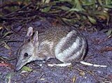 Длинноносый бандикут (Perameles nasuta)