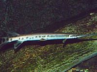 Длиннорылый панцирник (Lepisosteus osseus)