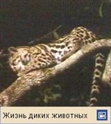 Длиннохвостая кошка
