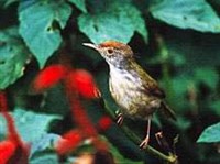 Длиннохвостая портниха (Orthotomus sutorius)