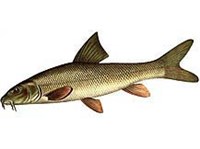 Днепровский усач (рисунок)