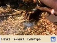Добывание огня (видеофрагмент)