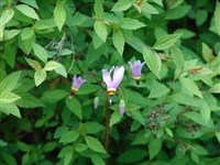 Додекатеон обыкновенный – Dodecatheon meadia L.