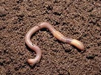 Дождевые черви