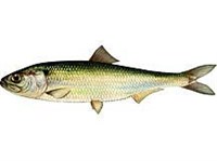 Долгинская сельдь (рисунок)