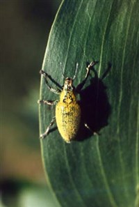 Долгоносик (вид сверху)