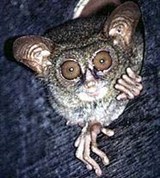 Долгопят-привидение (Tarsius spectrum)