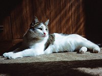 Домашняя кошка (беспородная)