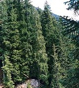 Домбайская поляна (Еловый лес)