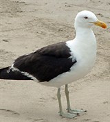 Доминиканская чайка (Larus dominicanus)