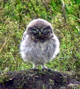 Домовые сычи (птенец)