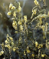 Донник лекарственный