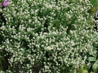 Дорикниум пятилисточковый – Dorycnium pentaphyllum Scop.