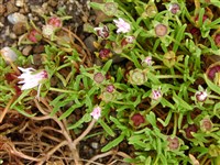 Дородеантус злаковидный, трехцветный – Dorotheanthus gramineus (Haw.) Schwant.