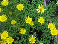 Дороникум Делеклюза – Doronicum clusii Tausch.