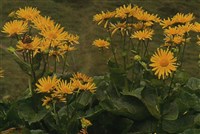 Дороникум австрийский – Doronicum austriacum Jaqc.