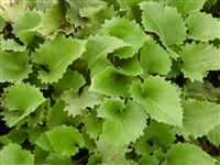 Дороникум восточный, кавказский – Doronicum orientale Hoffm. (1)