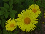 Дороникум восточный, кавказский – Doronicum orientale Hoffm. (2)