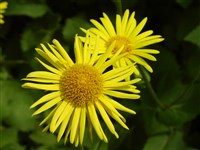 Дороникум колюмна, колончатый, сердцелистный, сердцевидный – Doronicum columnae Ten.