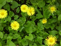 Дороникум крупнолистный – Doronicum macrophyllum Fisch.et Horn.