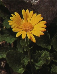 Дороникум крупноцветковый – Doronicum grandiflorum Lam.
