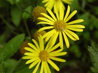 Дороникум подорожниковый – Doronicum plantagineum L.