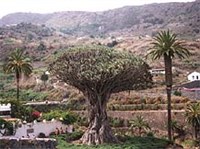 Драконово дерево