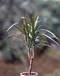 Драцена маргината